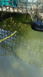 striped bass under floating gear gif