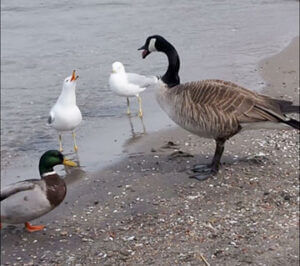 goose-duck-gull