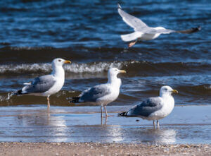 gulls-on-the-beach